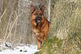 BERGER ALLEMAND 520